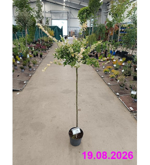 Euonymus fort. 'Harlequin' C 3 L